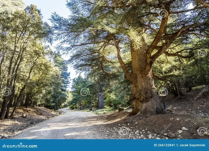 Excursion De 7 Dias Desde Fez a El Bosque De Cedros De Azrou