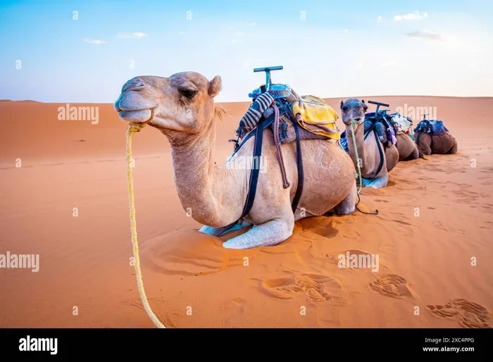 Marrakech to Erg Chebbi Tour Price