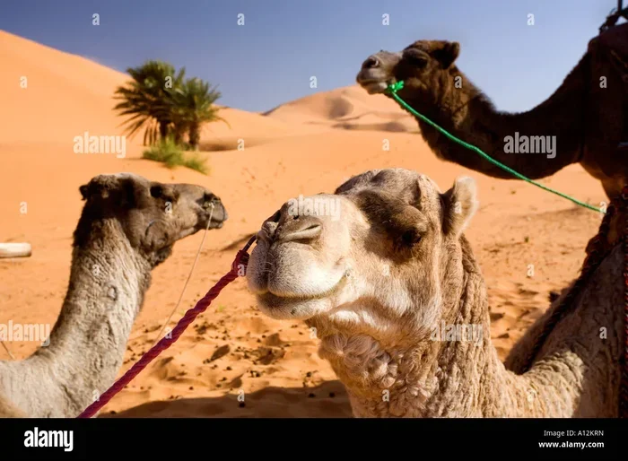 Marrakech to Erg Chebbi Tour Price