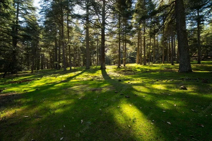 13 Day Tour from Fes to Azrou Cedar Forest
