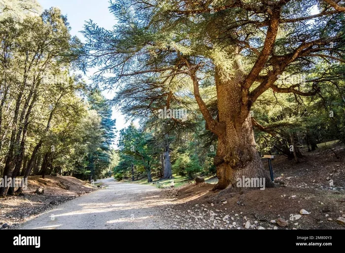 13 Day Tour from Fes to Azrou Cedar Forest
