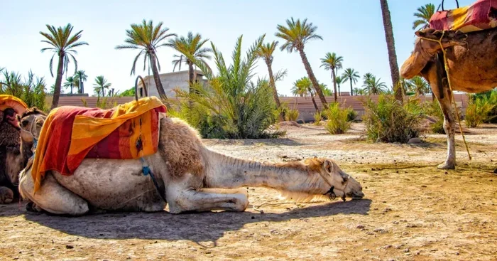 With Hotel Pickup Morocco Tour from Marrakech