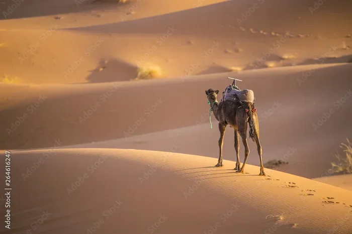 7 Days Tour from Marrakech to Sahara Desert