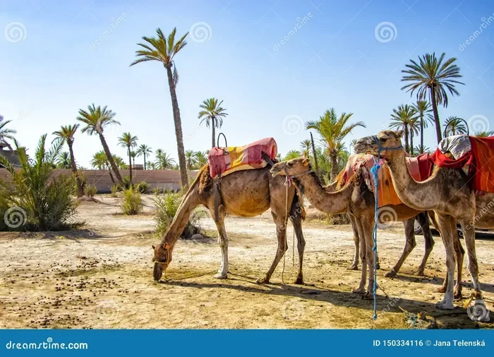 Private 3 Day Tour from Marrakech to Sahara Desert