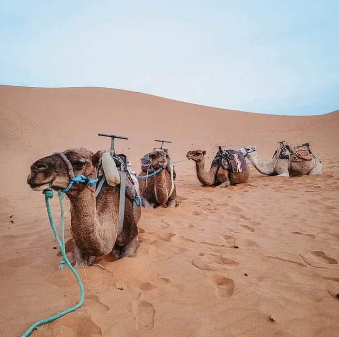 12 Days Tour from Marrakech to Sahara Desert