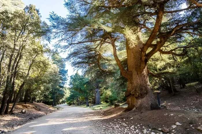 Fes to Azrou Cedar Forest 12 Day Tour