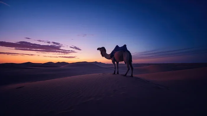 Best 14 Day Tour from Marrakech to Erg Chebbi