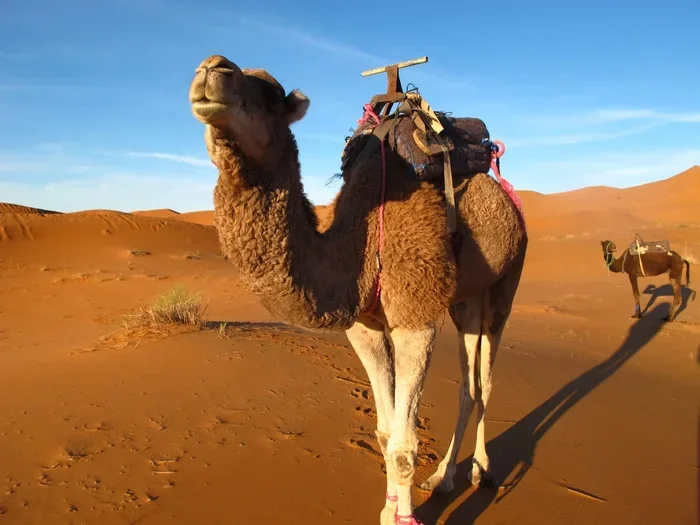 4 Days Tour from Marrakech to Merzouga