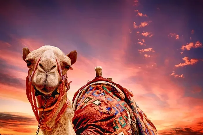 Private 1 Day Tour from Marrakech to Erg Chegaga