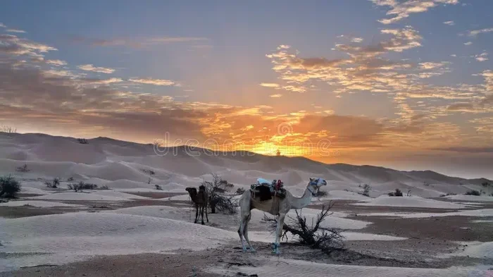 12 Day Tour from Marrakech to Zagora