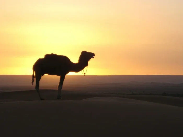 Marrakech to Erg Chebbi 12 Day Tour