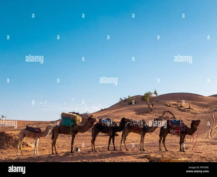 Excursion De 3 Dias Desde Marrakech a Zagora