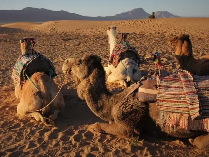 Excursion De 3 Dias Desde Marrakech a Zagora